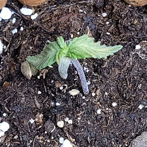 Purple punch 👊 growlog timeline photo