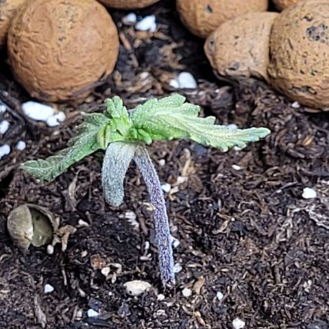Purple punch 👊 growlog timeline photo