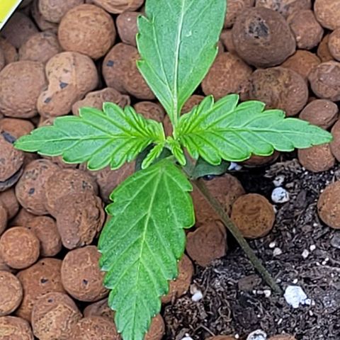 Froot by the foot growlog timeline photo