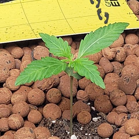 Froot by the foot growlog timeline photo