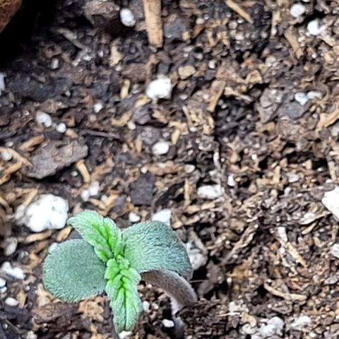 Zkittlez growlog timeline photo