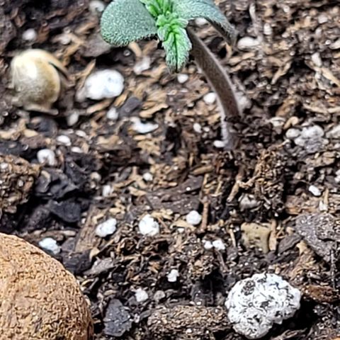 Zkittlez growlog timeline photo