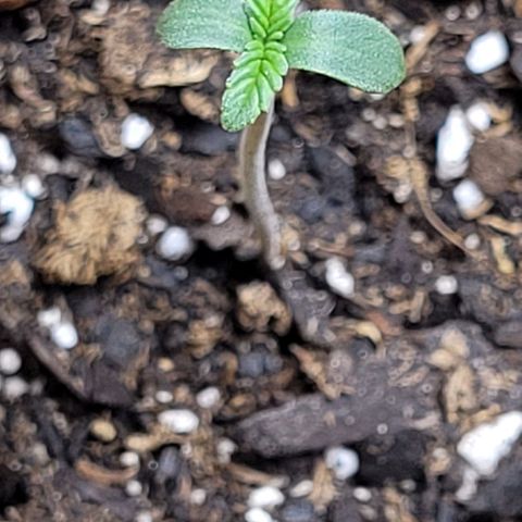Gummibears growlog timeline photo