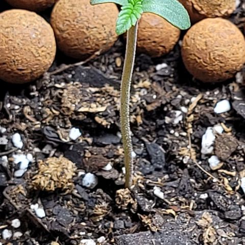 Gummibears growlog timeline photo