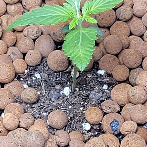 Froot by the foot growlog timeline photo
