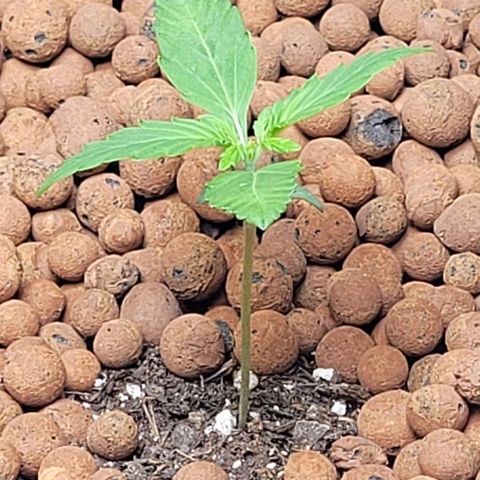 Froot by the foot growlog timeline photo