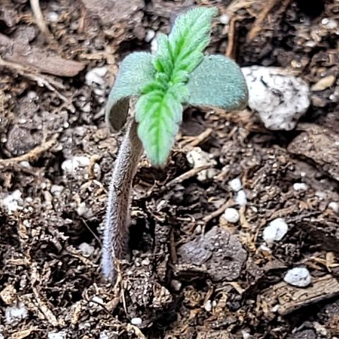 Zkittlez growlog timeline photo