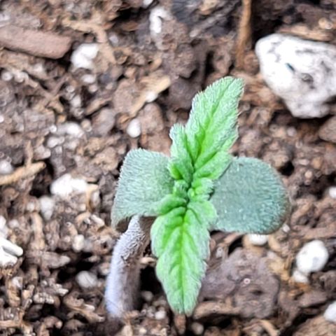 Zkittlez growlog timeline photo