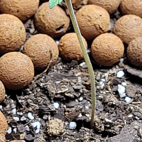Gummibears growlog timeline photo