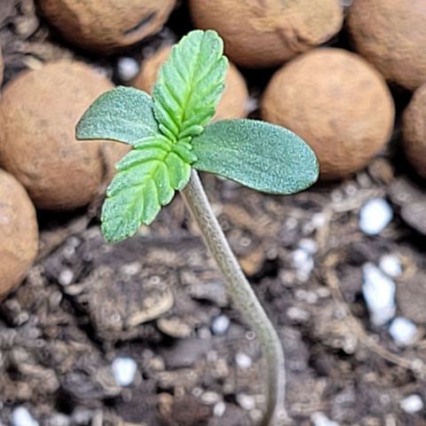 Gummibears growlog timeline photo