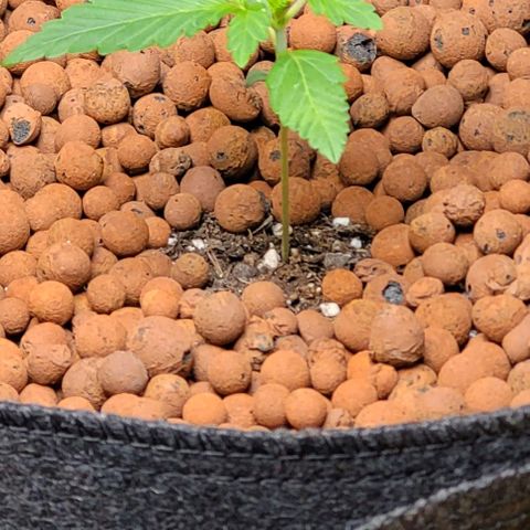 Froot by the foot growlog timeline photo
