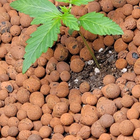 Froot by the foot growlog timeline photo