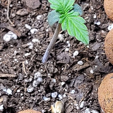 Zkittlez growlog timeline photo