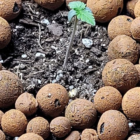 Zkittlez growlog timeline photo
