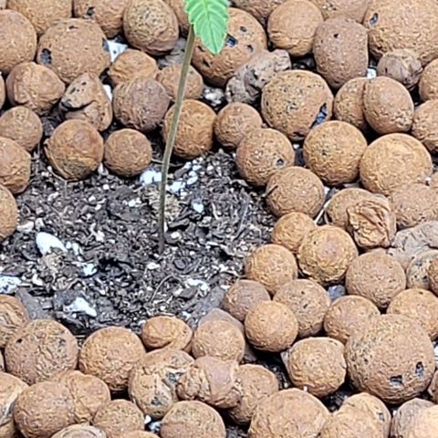 Gummibears growlog timeline photo