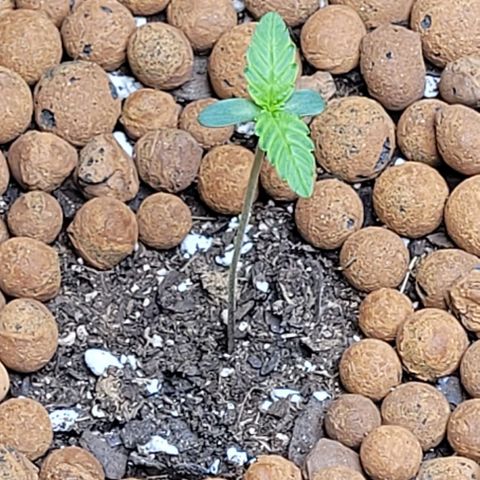Gummibears growlog timeline photo
