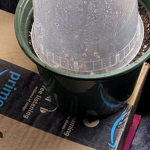Dubble Cookies 🍪 growlog timeline photo