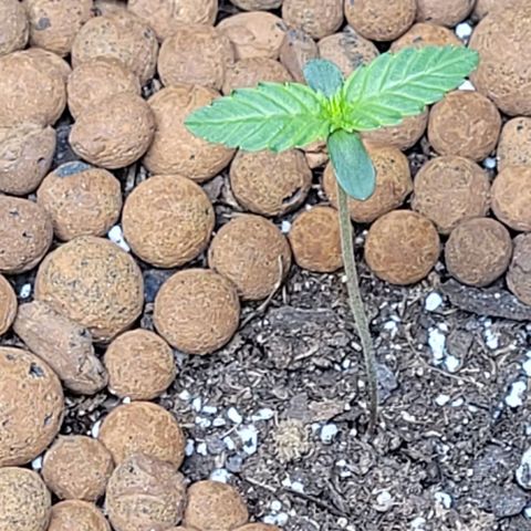 Gummibears growlog timeline photo