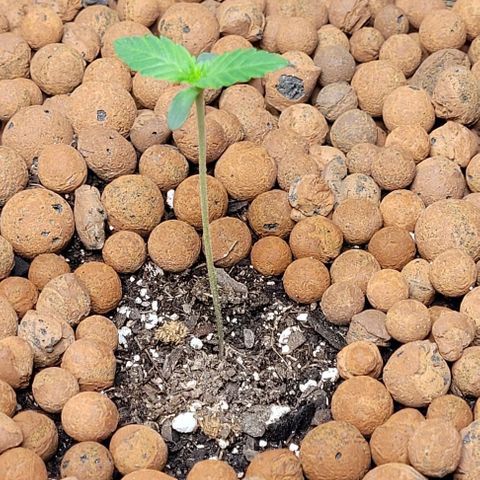 Gummibears growlog timeline photo