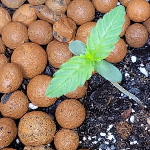 Gummibears growlog timeline photo