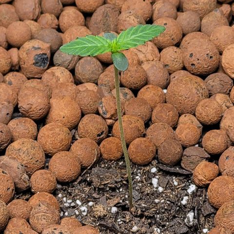 Gummibears growlog timeline photo