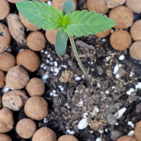 Gummibears growlog timeline photo