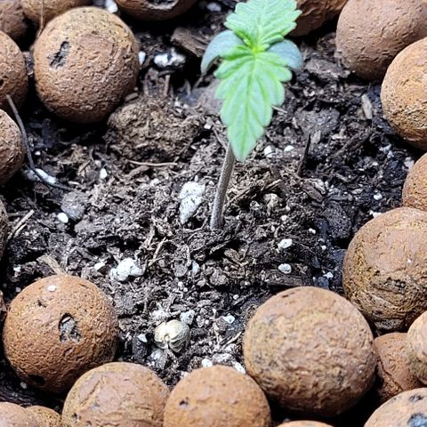 Zkittlez growlog timeline photo