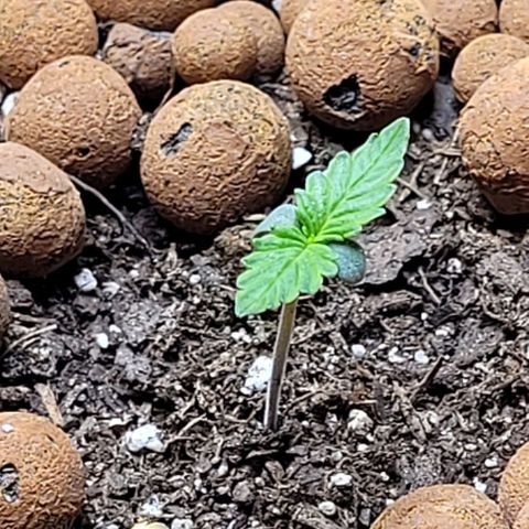 Zkittlez growlog timeline photo