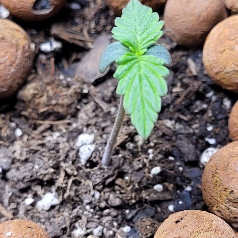 Zkittlez growlog timeline photo