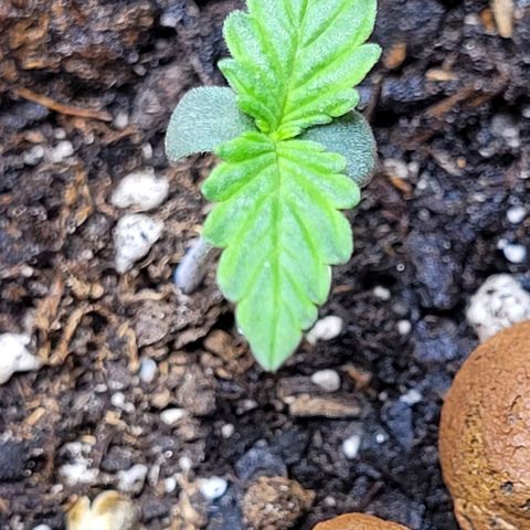 Zkittlez growlog timeline photo