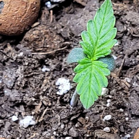 Zkittlez growlog timeline photo