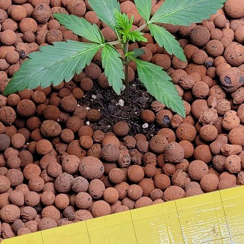 Froot by the foot growlog timeline photo