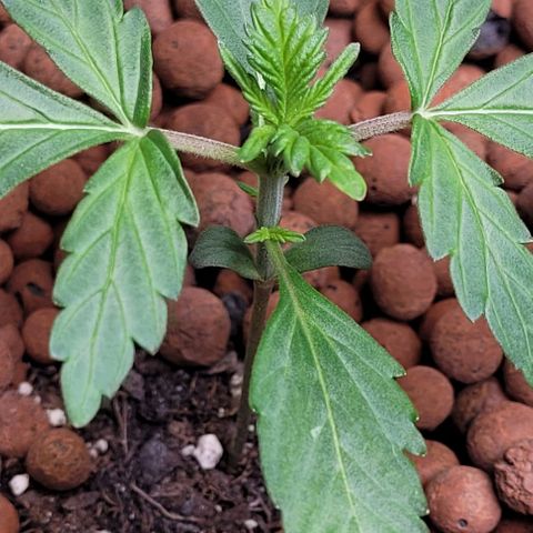 Froot by the foot growlog timeline photo
