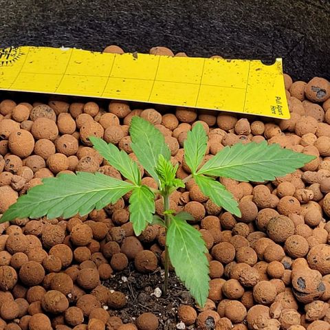 Froot by the foot growlog timeline photo