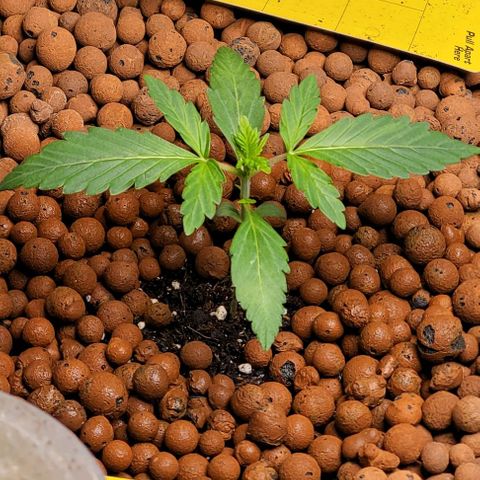 Froot by the foot growlog timeline photo
