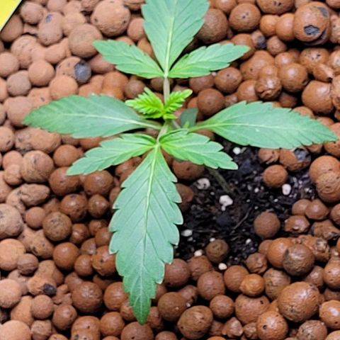 Froot by the foot growlog timeline photo