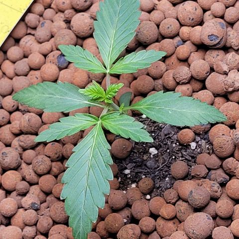 Froot by the foot growlog timeline photo