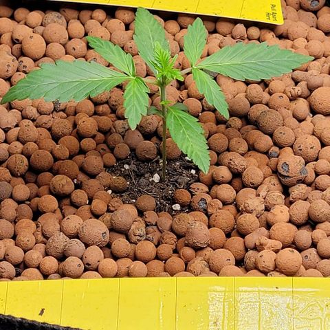 Froot by the foot growlog timeline photo