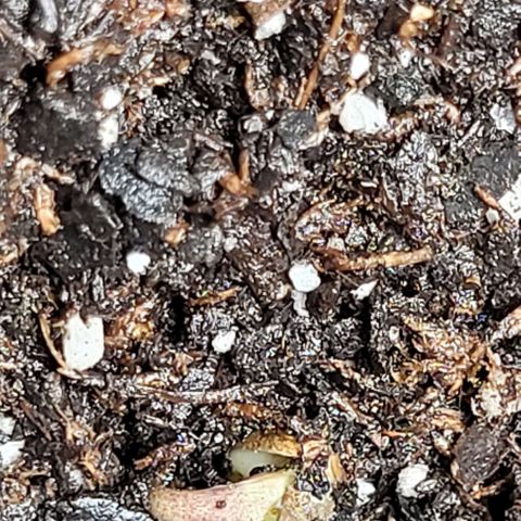 Dubble Cookies 🍪 growlog timeline photo