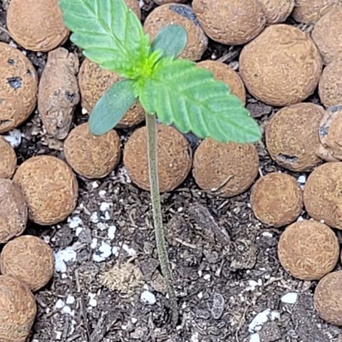 Gummibears growlog timeline photo