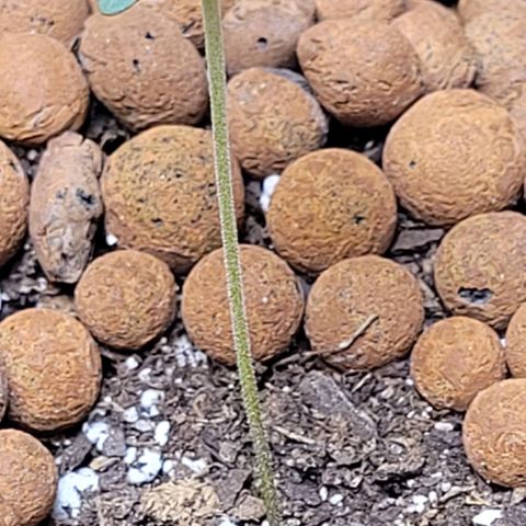 Gummibears growlog timeline photo