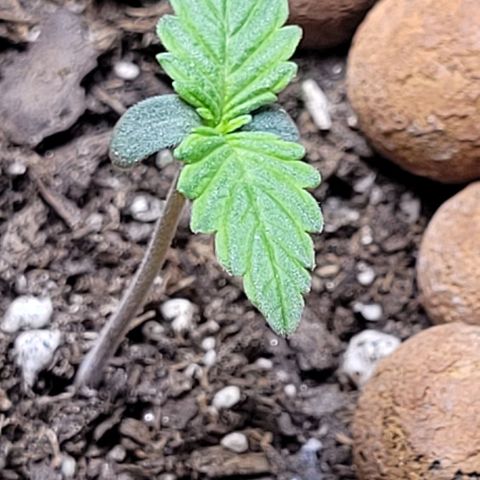 Zkittlez growlog timeline photo