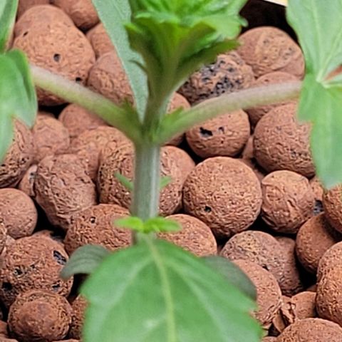 Froot by the foot growlog timeline photo
