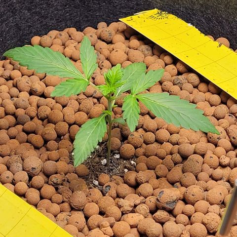 Froot by the foot growlog timeline photo