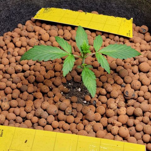 Froot by the foot growlog timeline photo