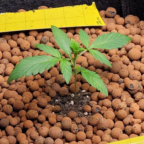 Froot by the foot growlog timeline photo