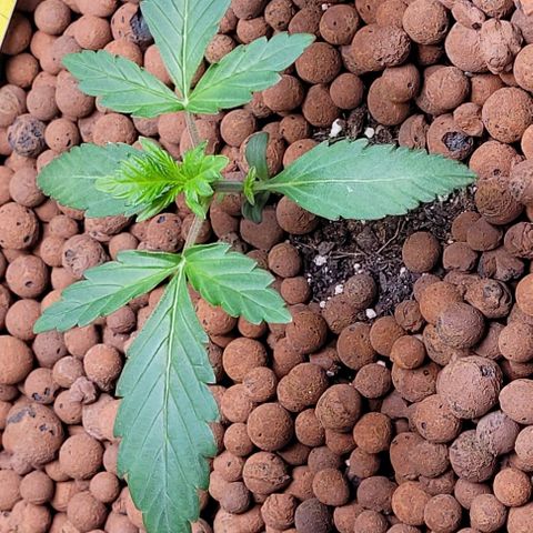 Froot by the foot growlog timeline photo