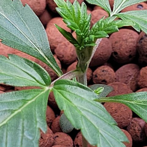 Froot by the foot growlog timeline photo
