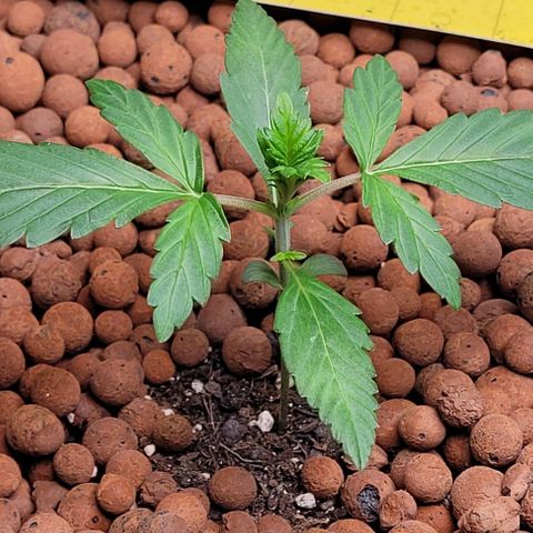 Froot by the foot growlog timeline photo