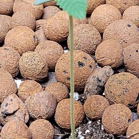 Gummibears growlog timeline photo